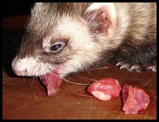 What can ferrets eat?